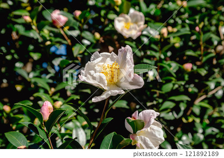 Mifuku Park Camellia Flower 12 121892189