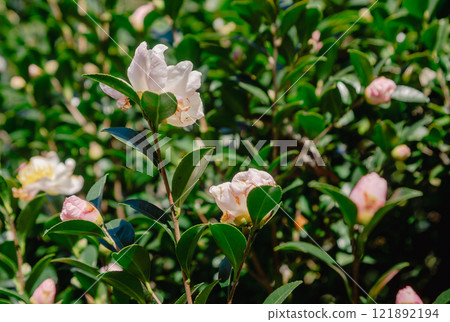 Mifuku Park Camellia Flower 17 Mifuku Park Camellia Flower 17 121892194