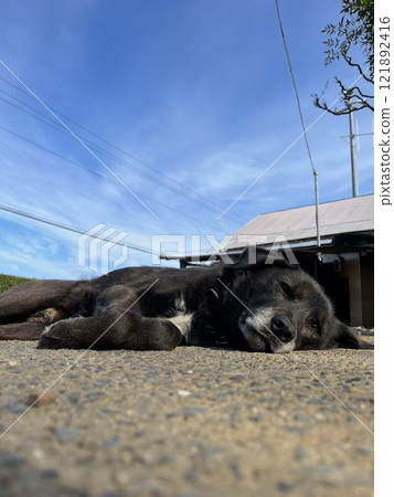 小狗睡午覺 小狗睡午覺 121892416