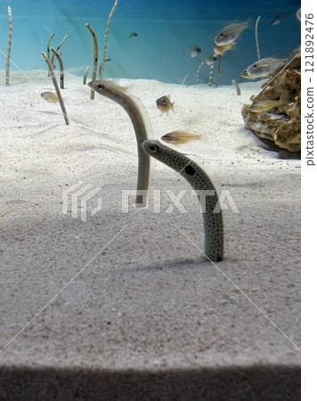 A garden eel washed up on the beach 121892476
