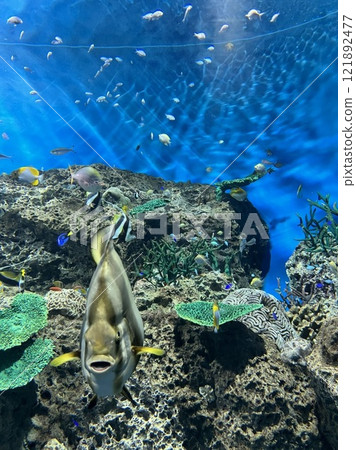 Fish swimming 121892477