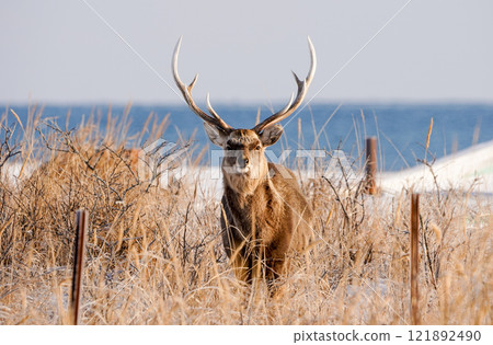 北海道的蝦夷鹿 (Cervus nippon yesoensis) 121892490