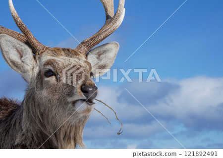 北海道野付半島的蝦夷鹿 121892491
