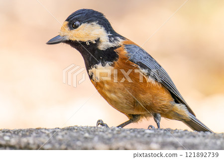 鬆散的 鬆散的 121892739