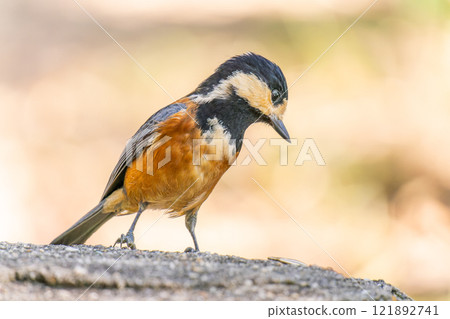 鬆散的 鬆散的 121892741