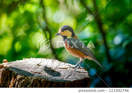 山雀棲息在樹樁上 121892746