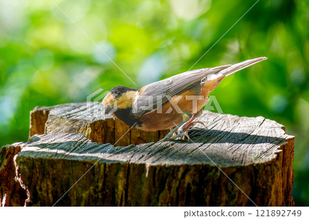 山雀棲息在樹樁上 121892749