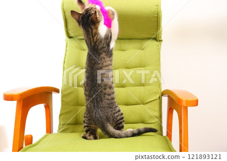 Kitten on a chair Cat toy 121893121