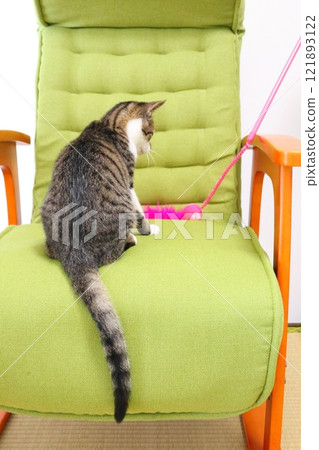 Kitten on a chair Cat toy Kitten on a chair Cat toy 121893122