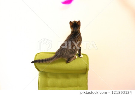 Kitten on a chair Cat toy Kitten on a chair Cat toy 121893124