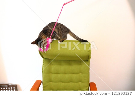 Kitten on a chair Cat toy Kitten on a chair Cat toy 121893127