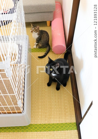 Tatami mat, two cats Tatami mat, two cats 121893128