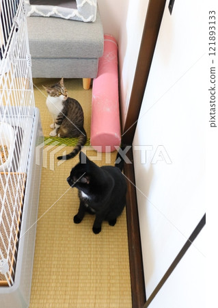 榻榻米，兩隻貓 121893133