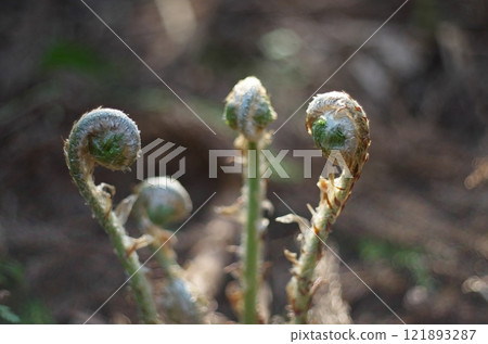 Sprouts of ferns 121893287