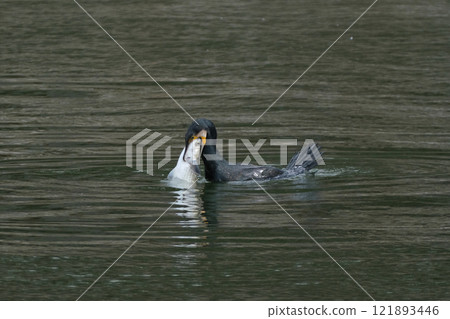A cormorant trying to swallow a fish A cormorant trying to swallow a fish 121893446
