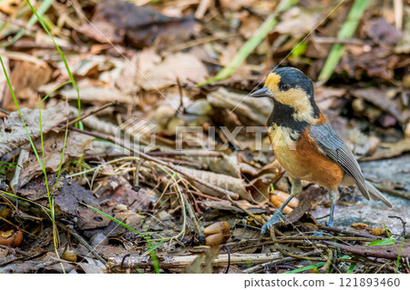 Parus walking on the ground Parus walking on the ground 121893460
