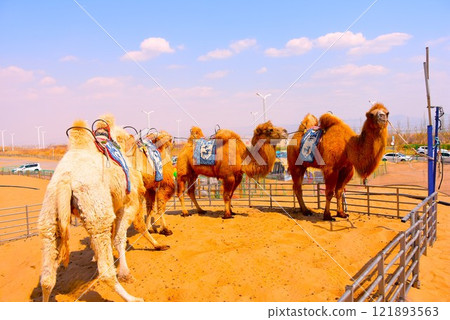 Desert camel Desert camel 121893563
