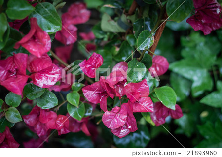 Top view, close-up of bright pink bougainvillea flowers with green leaves growing in the garden on a sunny day Top view, close-up of bright pink bougainvillea flowers with green leaves growing in the garden on a sunny day 121893960