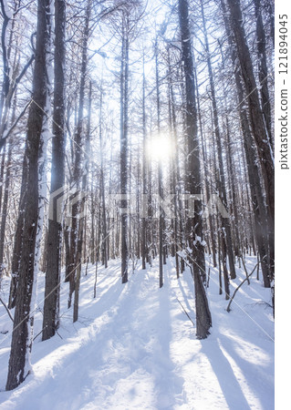 Fresh snow in the forest - Image of snowshoe trekking (around Lake Onbara) 121894045