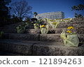 Hiroshima City Botanic Garden 121894263