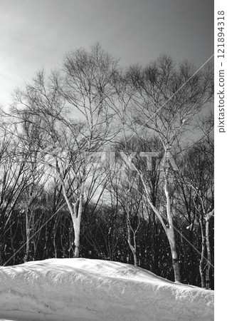 白雪覆蓋的白樺林 121894318