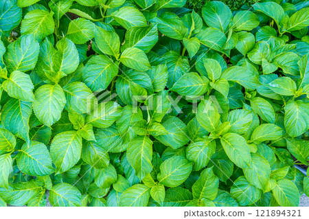 Hydrangea ~ Hydrangea leaves ~ Hydrangea ~ Hydrangea leaves ~ 121894321