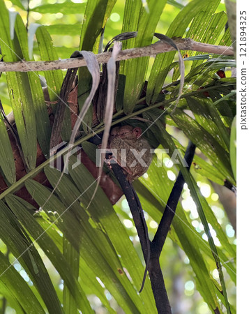 Cute tarsier monkey on tree in Philippines 121894325