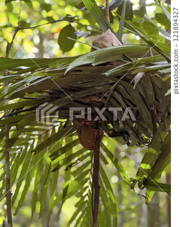 Cute tarsier monkey on tree in Philippines Cute tarsier monkey on tree in Philippines 121894327