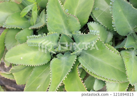 Kodakara Benkei leaves that grow in the subtropics Kodakara Benkei leaves that grow in the subtropics 121894815