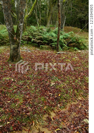 Mineyama Plateau in Autumn 121894905