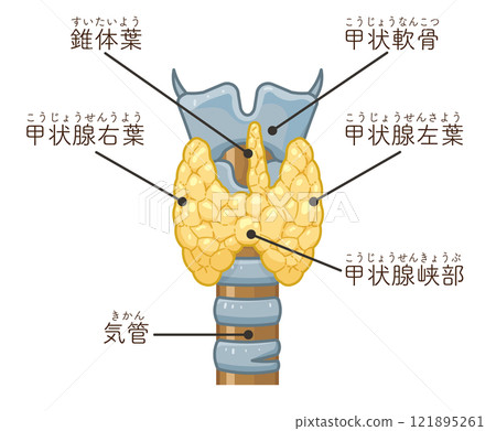 Thyroid gland illustration 121895261