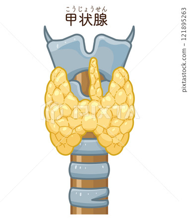 Thyroid gland illustration 121895263