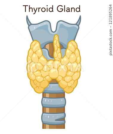 thyroid, throat, singing voice 121895264