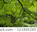 Sunlight shines through the fresh green forest 121895285