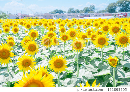 Sunflower field spreading to one side Sunflower field spreading to one side 121895305