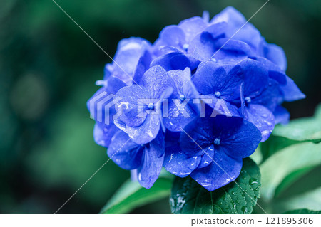 Blue hydrangea Blue hydrangea 121895306