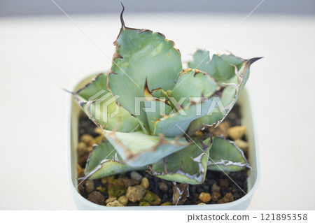 黑色和藍色的多汁龍舌蘭 121895358