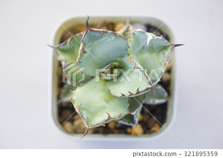 黑色和藍色的多汁龍舌蘭 黑色和藍色的多汁龍舌蘭 121895359