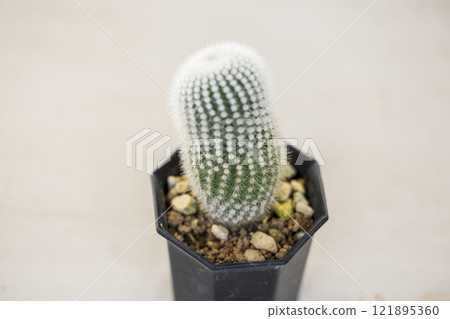 Small cactus Small cactus 121895360