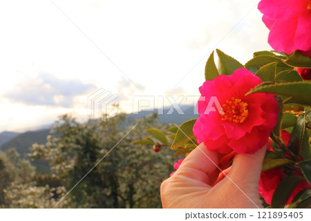 山茶花紅花手 山茶花紅花手 121895405