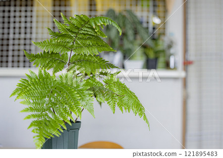 Houseplants in the room: Ferns Houseplants in the room: Ferns 121895483