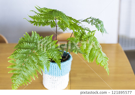 Bright houseplants: Ferns 121895577