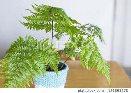 明亮的觀葉植物 蕨類植物 121895578