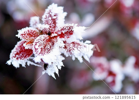 Frost flower 121895615