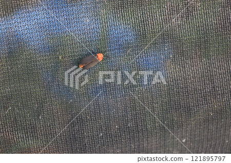 Adult Yaeyama firefly insects resting on fabric 121895797