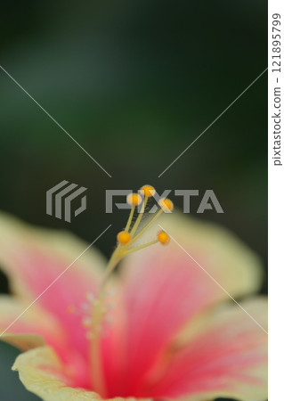 Bussoge flower 121895799