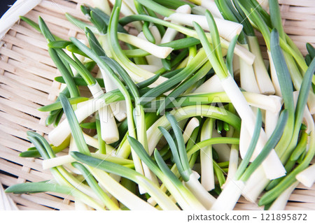 Chives in a colander 121895872