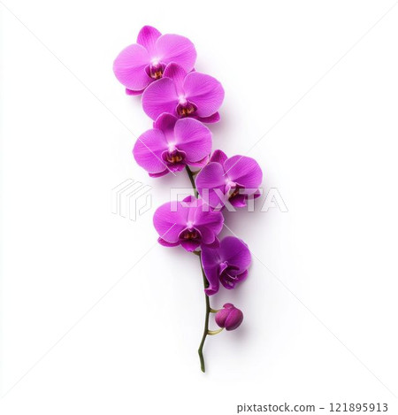 Purple Orchid Isolated on White Background 121895913