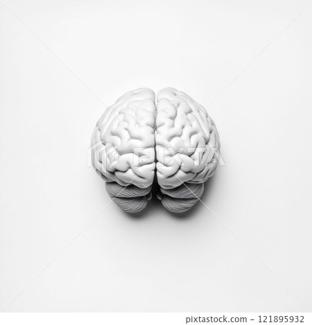Detailed Black and White Illustration of Human Brain 121895932
