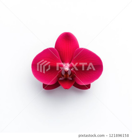Bright Pink Orchid Flower Isolated on White Background Bright Pink Orchid Flower Isolated on White Background 121896158